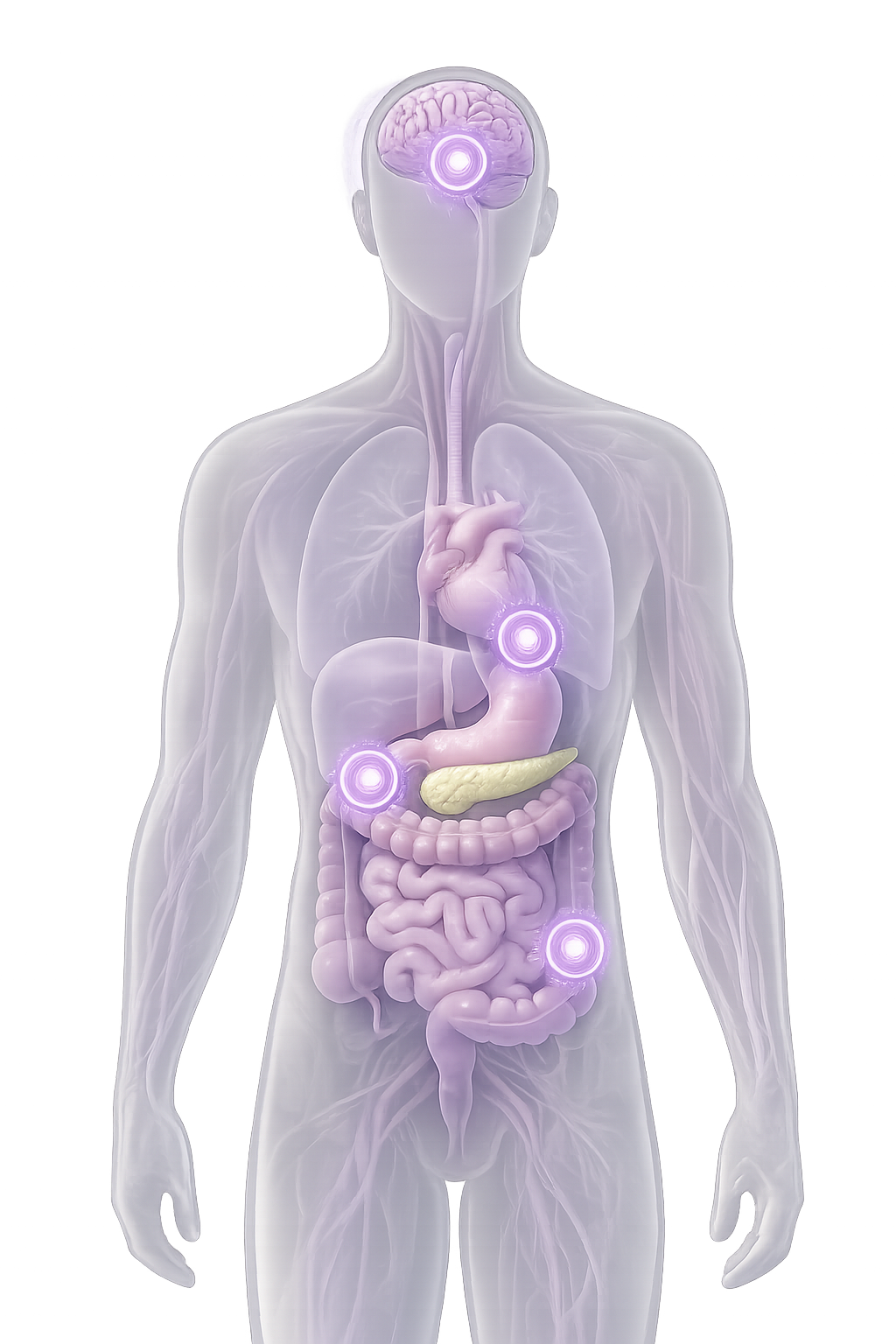 Body map of compounds with the interactive anatomy explorer