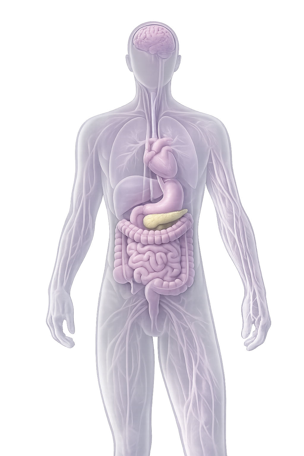 Body illustration with glowing points that mark the compound pathway.